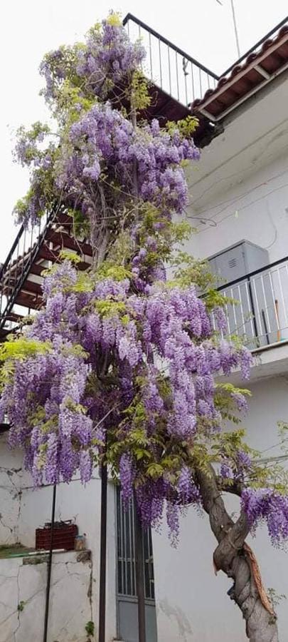 Vacation House Dionysia Βίλα Αίγιο Εξωτερικό φωτογραφία